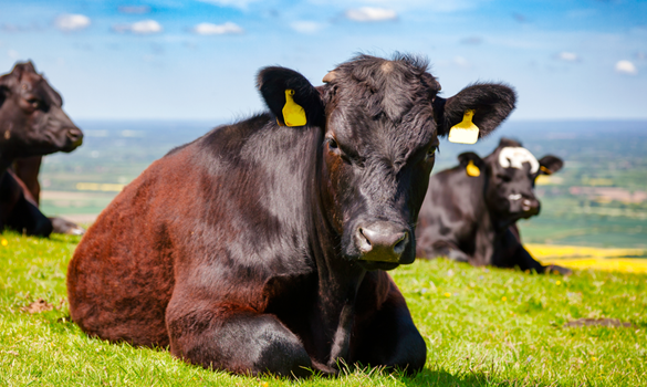 Close up of a cow laying down on a hillside.